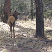 Review photo of Mather Campground — Grand Canyon National Park by Daniel S., October 14, 2017