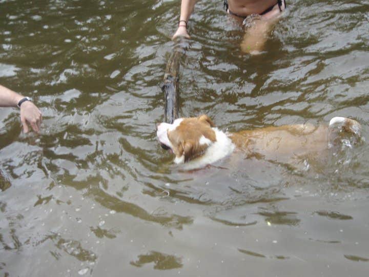 Daniel S.'s photo of camping with pets at Saco River Camping Area near Fryeburg, ME