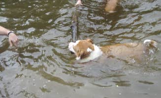 Daniel S.'s photo of camping with pets at Saco River Camping Area near Fryeburg, ME