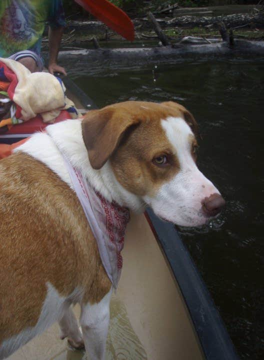 Daniel S.'s photo of camping with pets at Saco River Camping Area near Jackson, NH