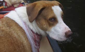 Daniel S.'s photo of camping with pets at Saco River Camping Area near Conway, NH