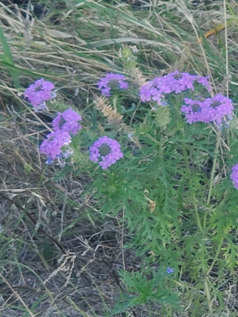 Camper-submitted photo at Friendship Park near Cameron, TX