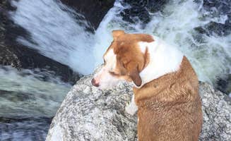 Daniel S.'s photo of camping with pets at Two Lakes Camping near Lewiston, ME