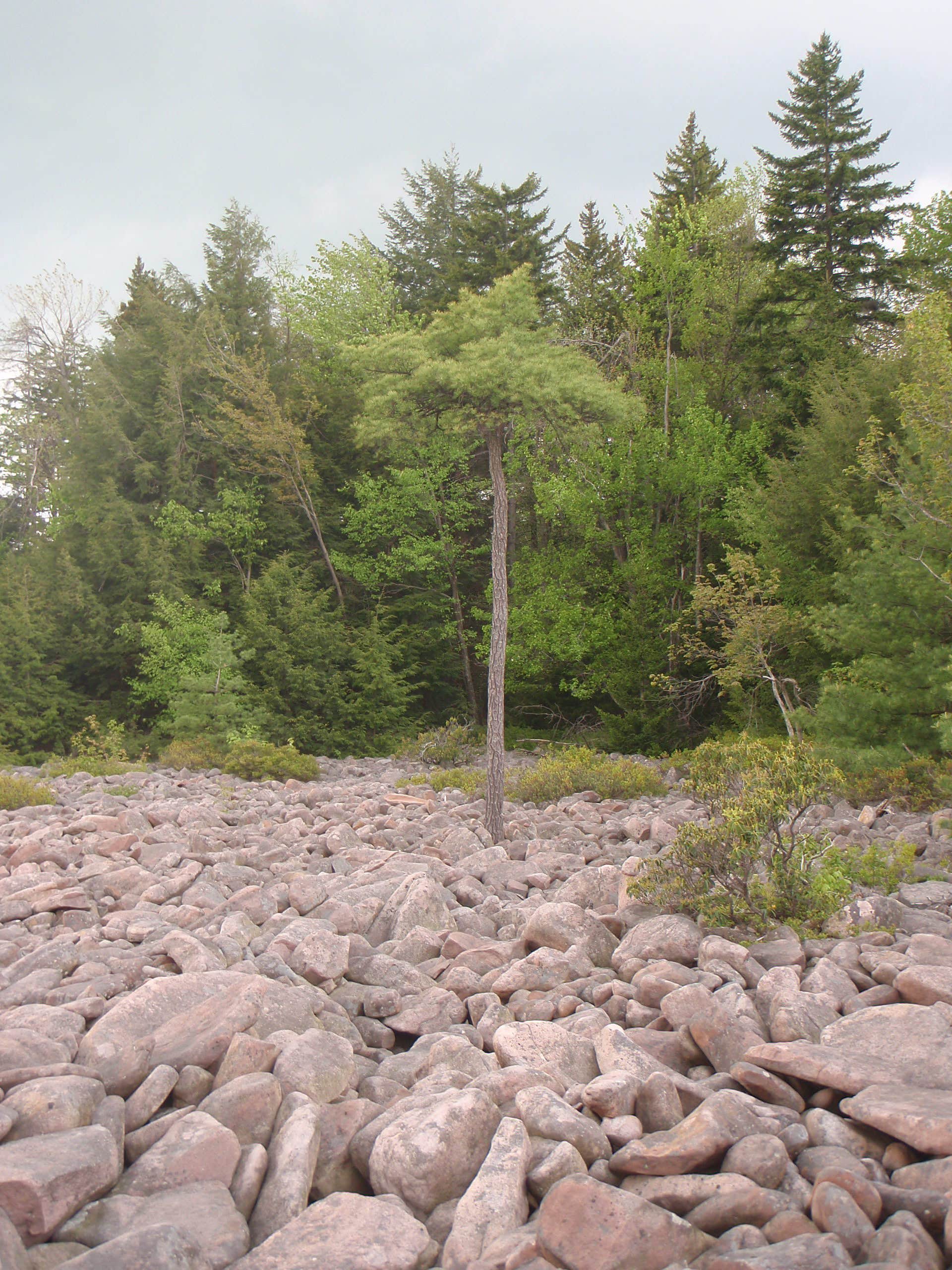 Camper submitted image from Hickory Run State Park Campground - 2