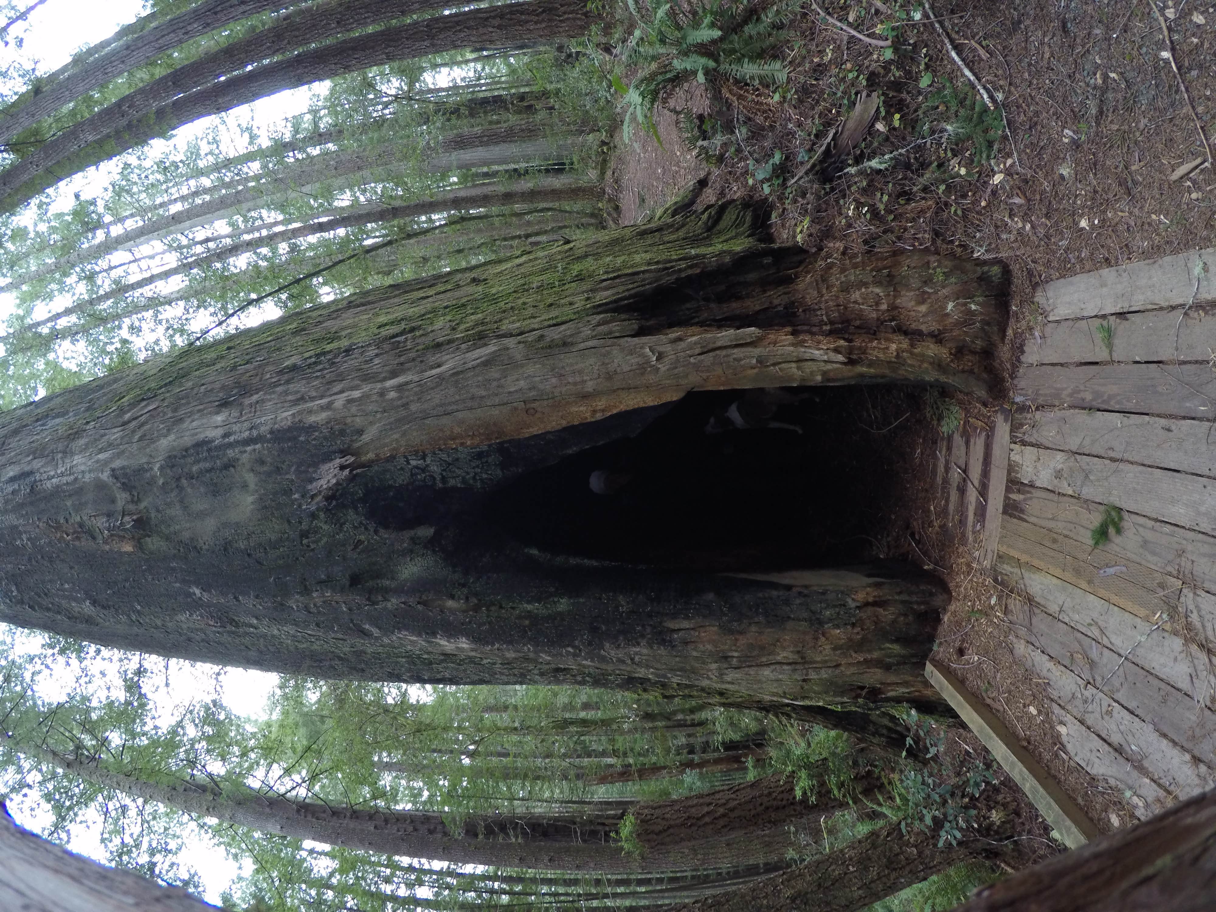 Oregon's Redwood Bar: Your Next Unforgettable Camping Adventure