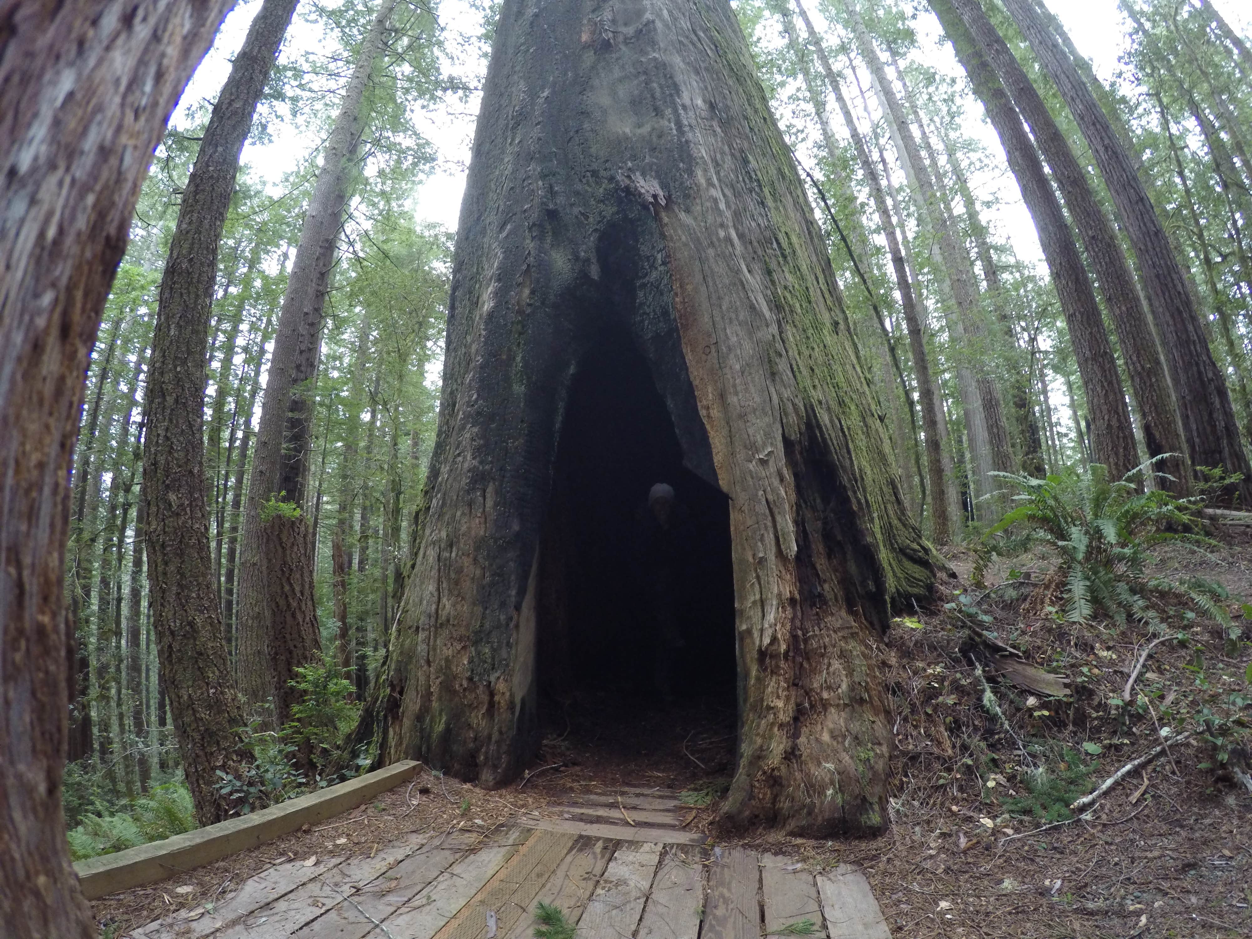 Camper submitted image from Redwood Bar Dispersed Camping - 2