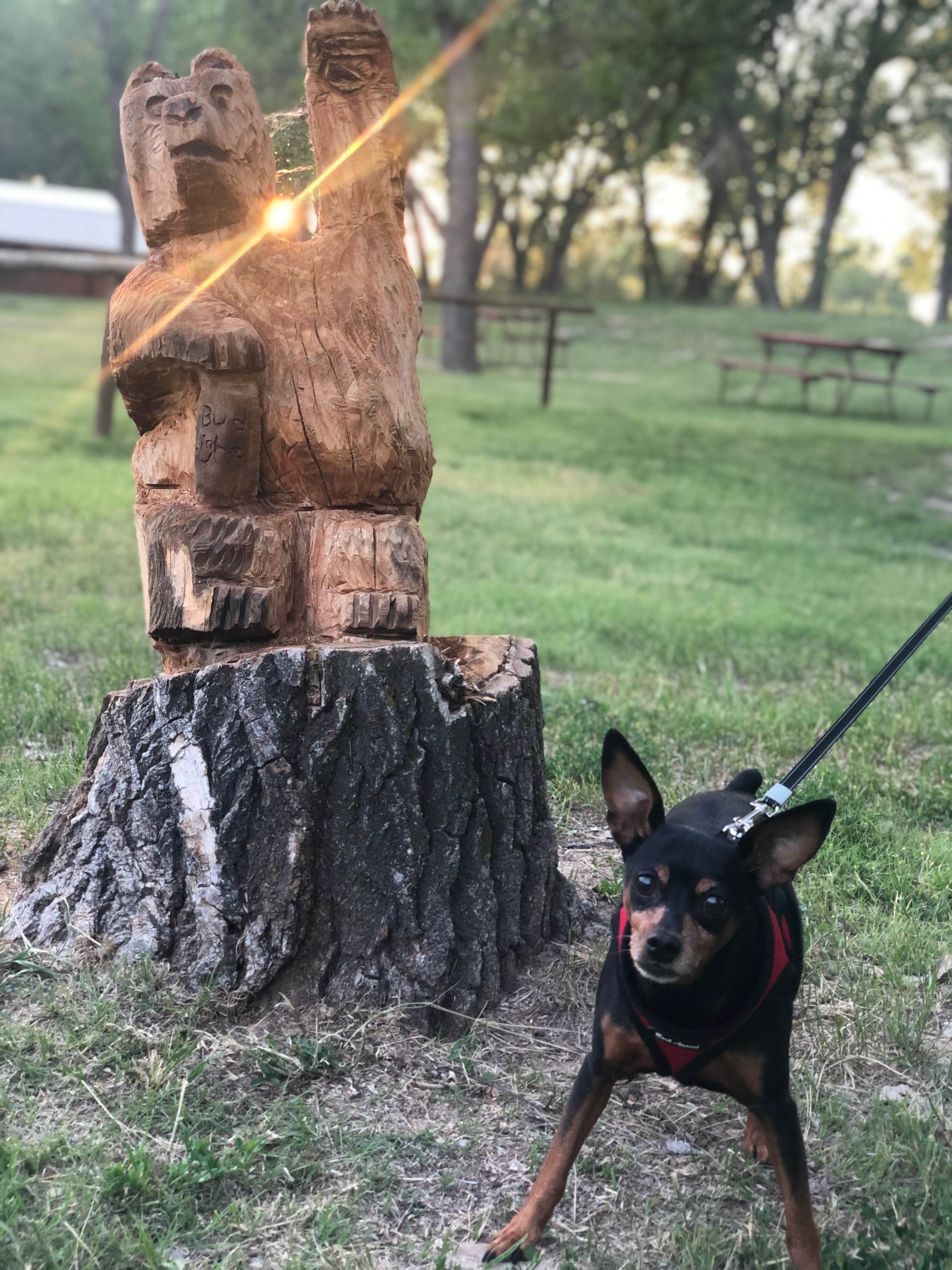 Courtney T.'s photo of camping with pets at Badlands / White River KOA near Badlands National Park