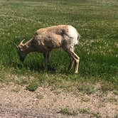 Review photo of Badlands / White River KOA by Courtney T., June 7, 2020