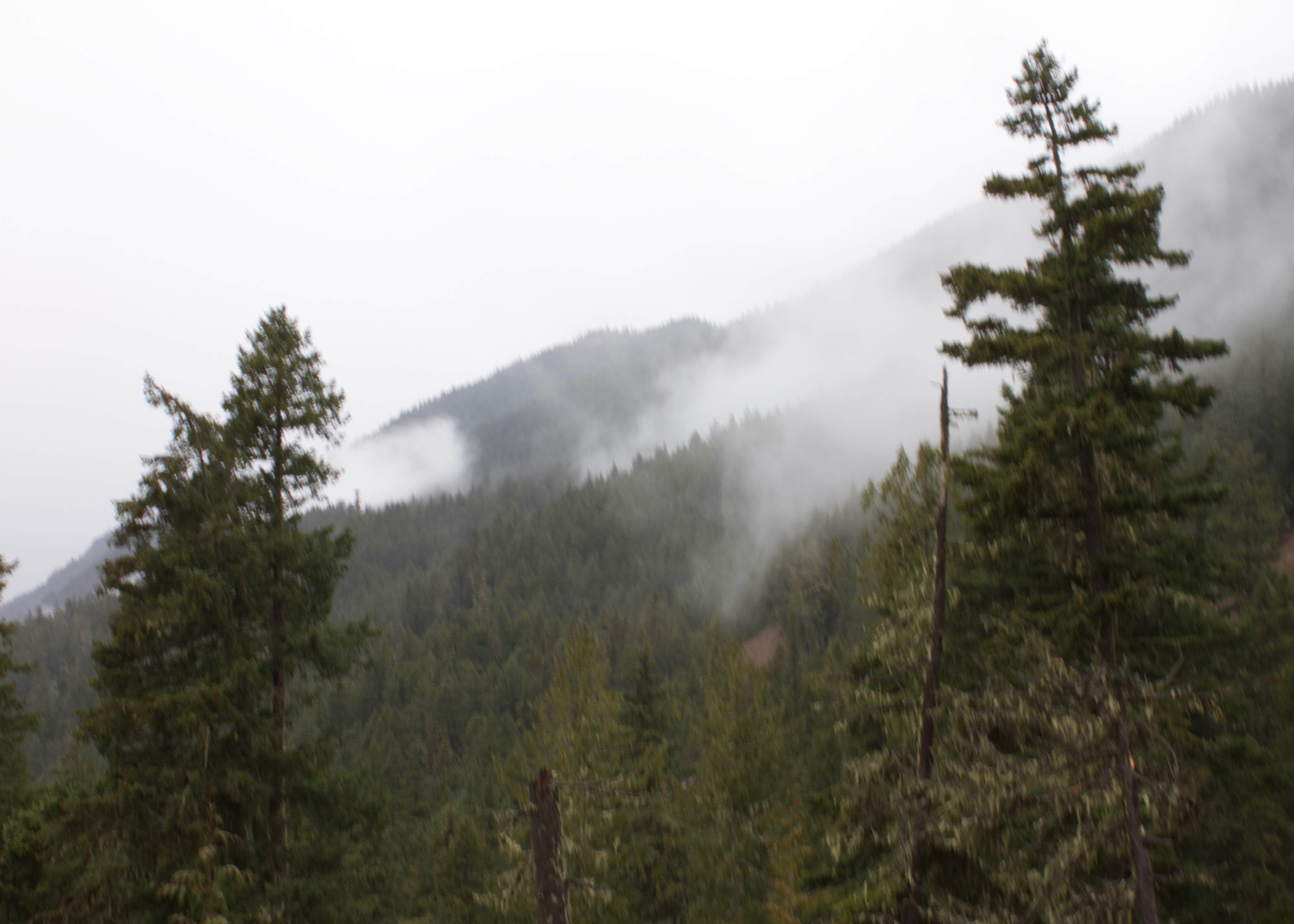 Dungeness Forks Campground Camping The Dyrt