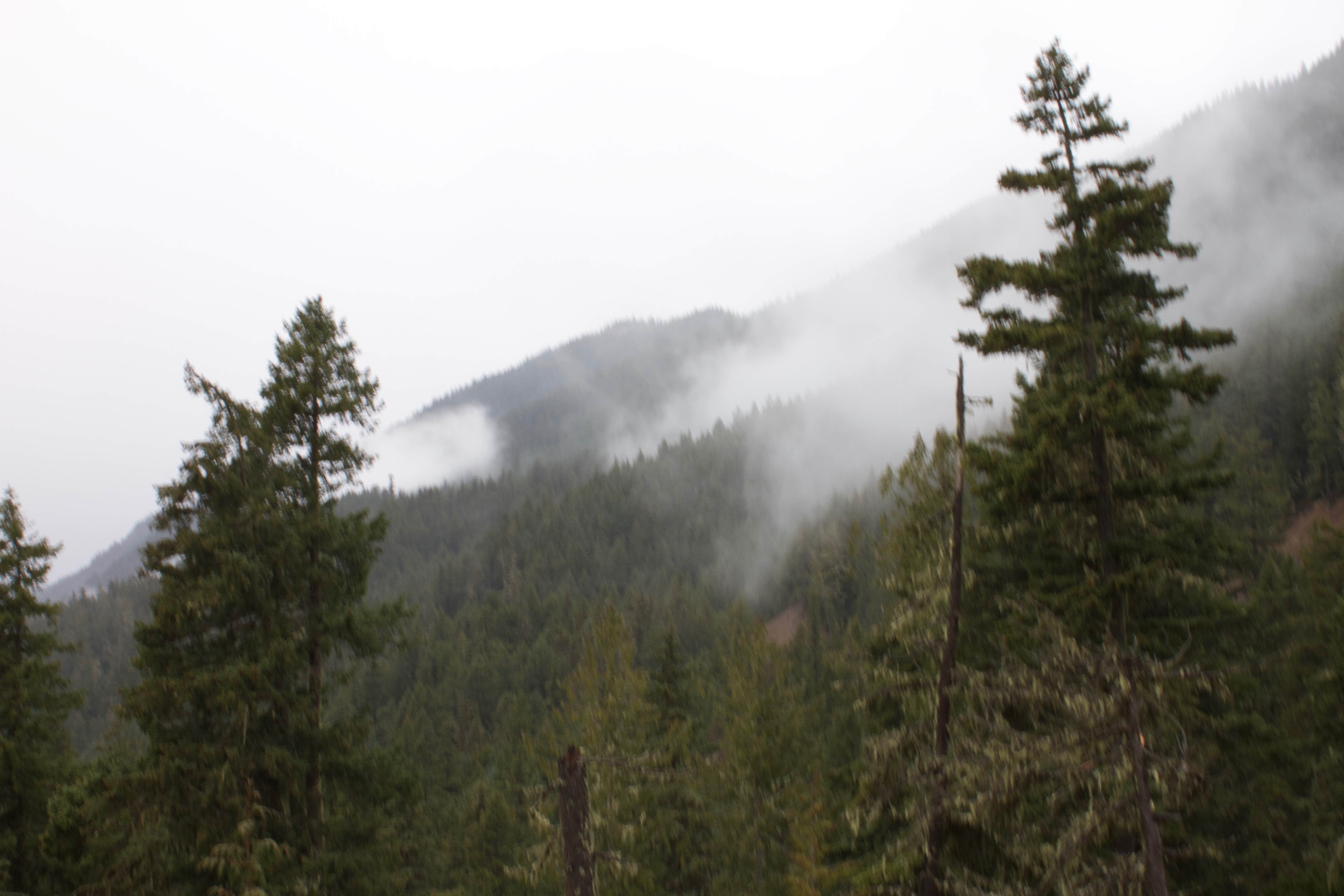 Camper submitted image from Dungeness Forks Campground - 1