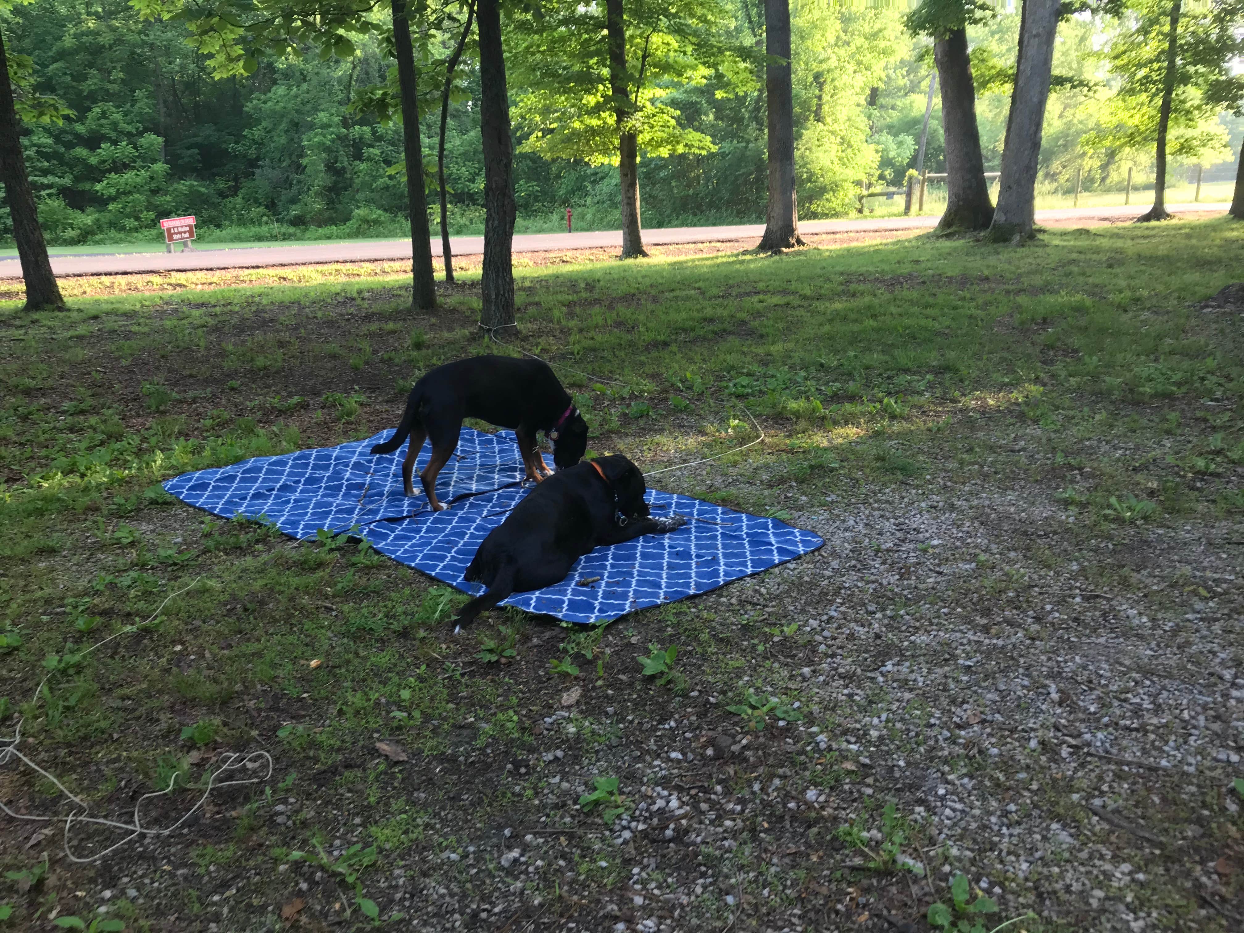 Shannon G.'s photo of camping with pets at A.W. Marion State Park Campground near Glenford, OH