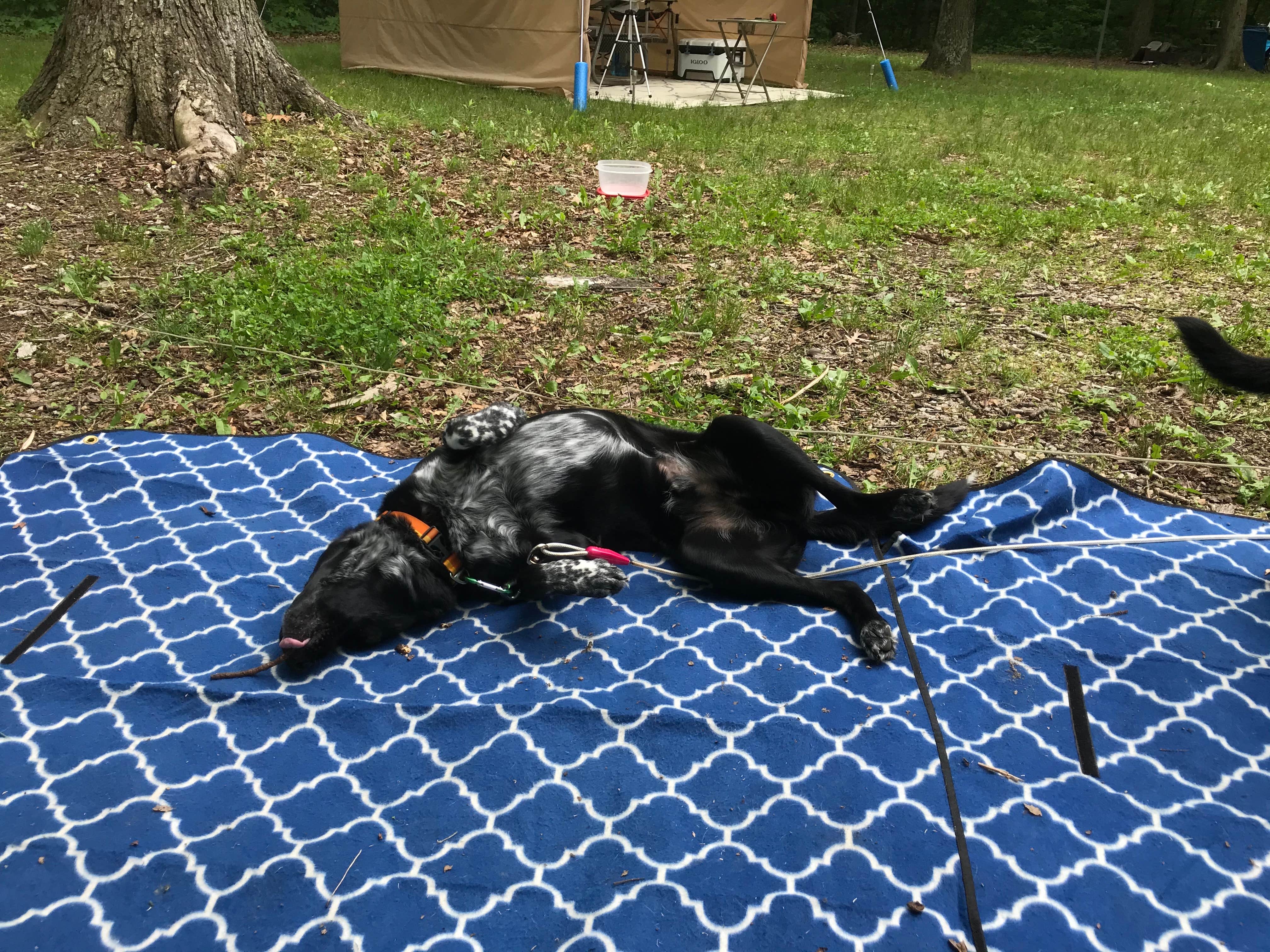 Shannon G.'s photo at A.W. Marion State Park Campground near Deer Creek Lake