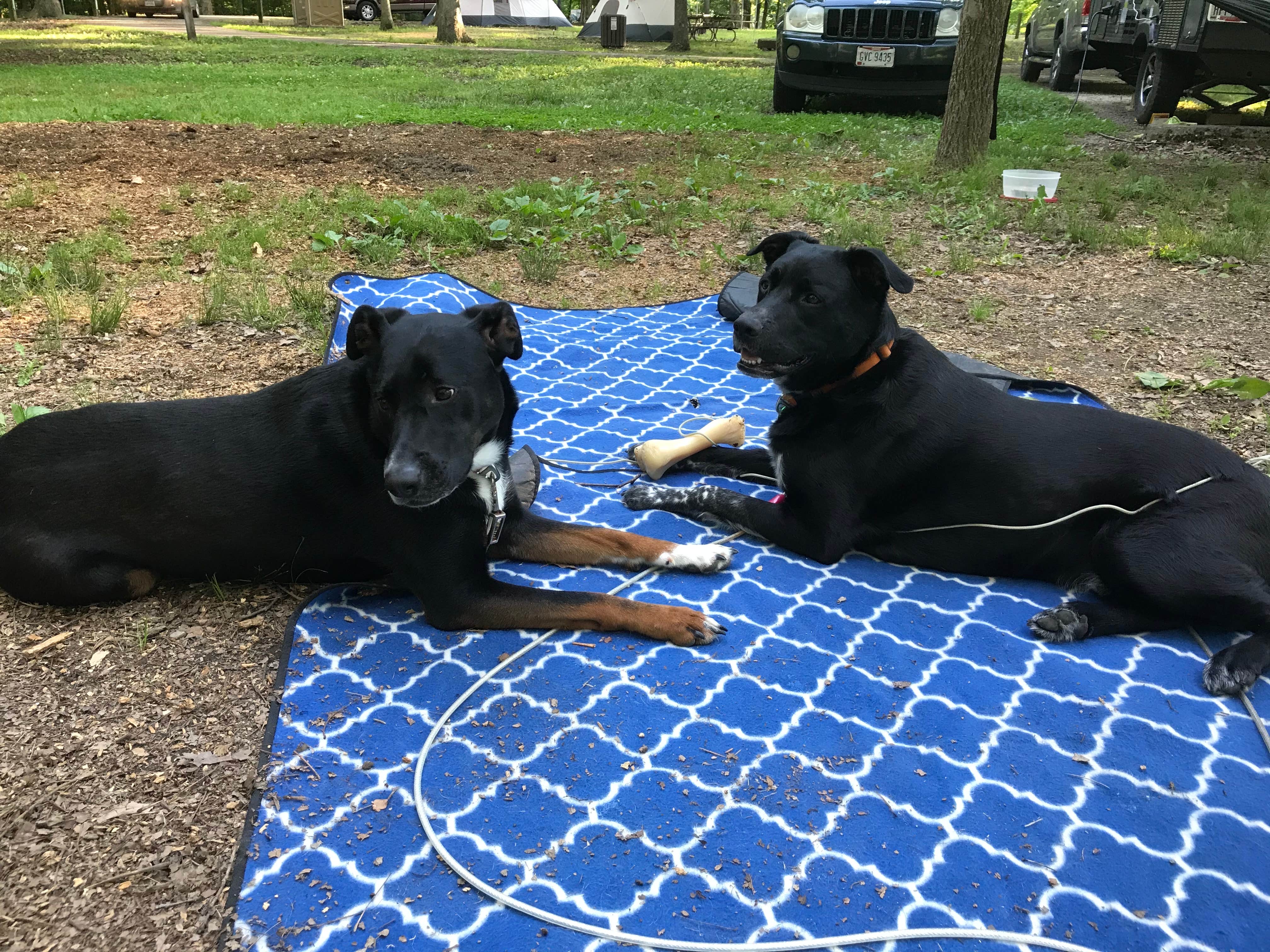 Shannon G.'s photo of camping with pets at A.W. Marion State Park Campground near Geneva, OH