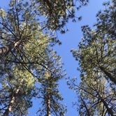Review photo of Idyllwild Campground — Mount San Jacinto State Park by Jennifer M., June 7, 2020