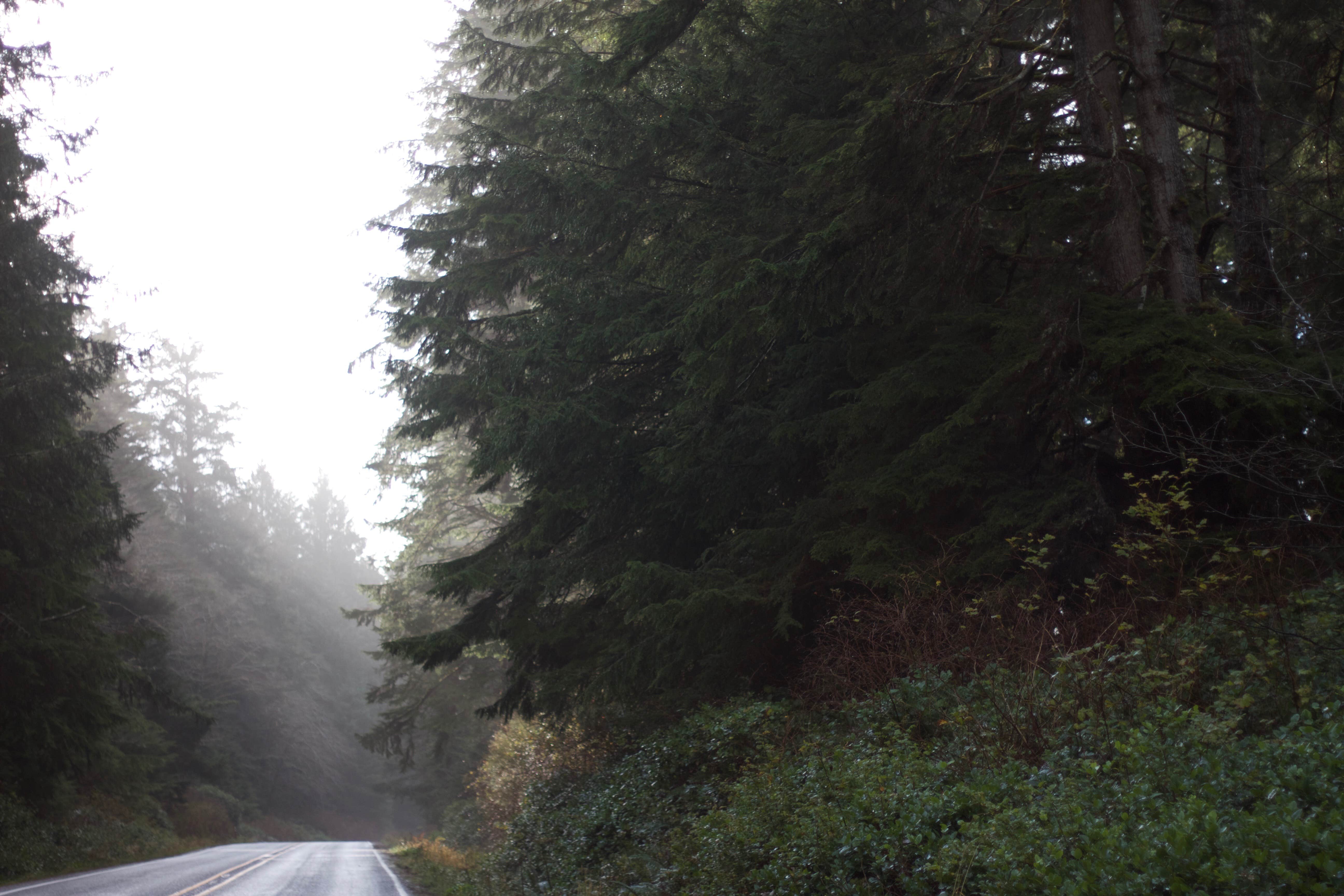 Camper-submitted photo at Strawberry Point Camping — Olympic National Park near Forks, WA
