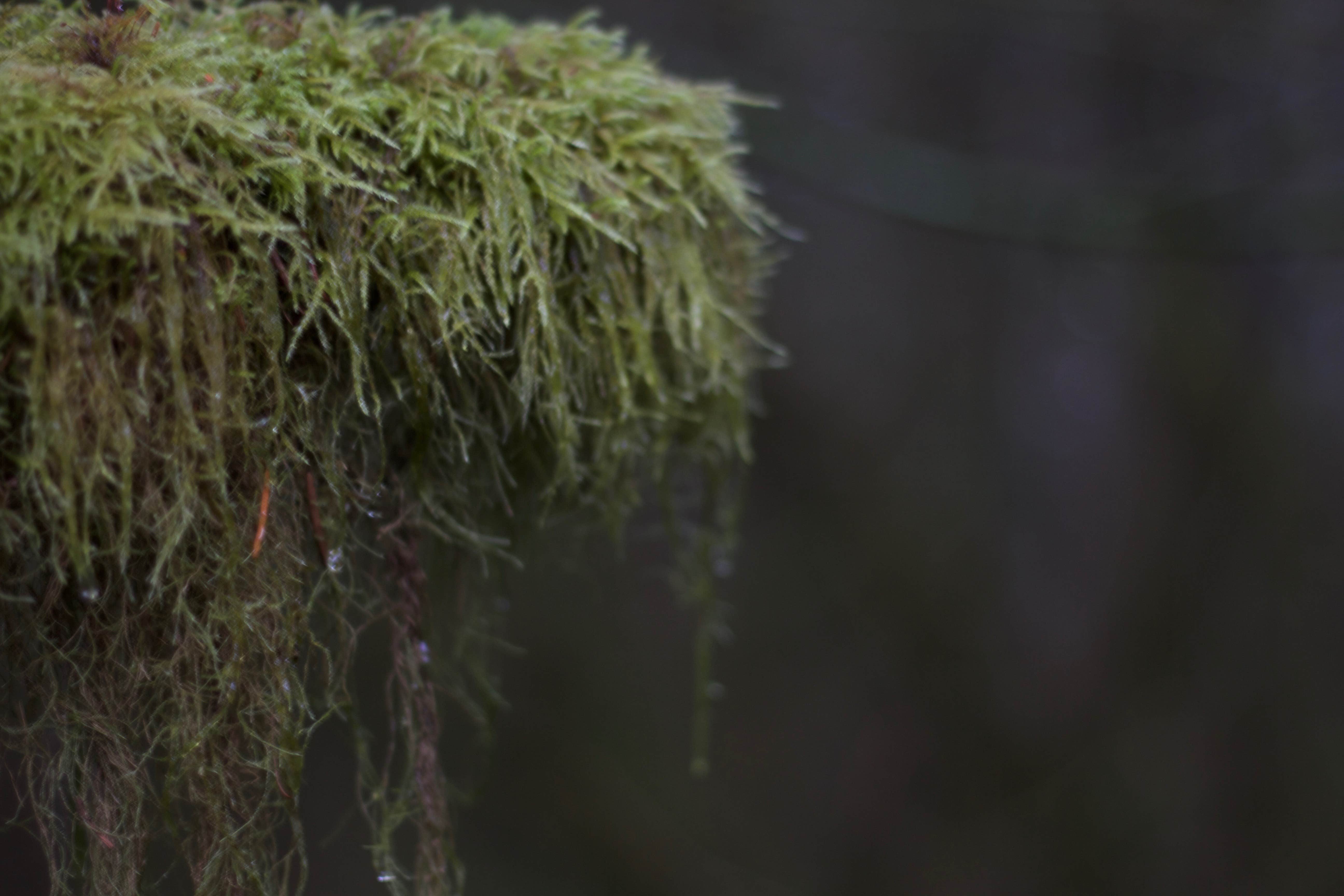Camper-submitted photo at Strawberry Point Camping — Olympic National Park near Forks, WA