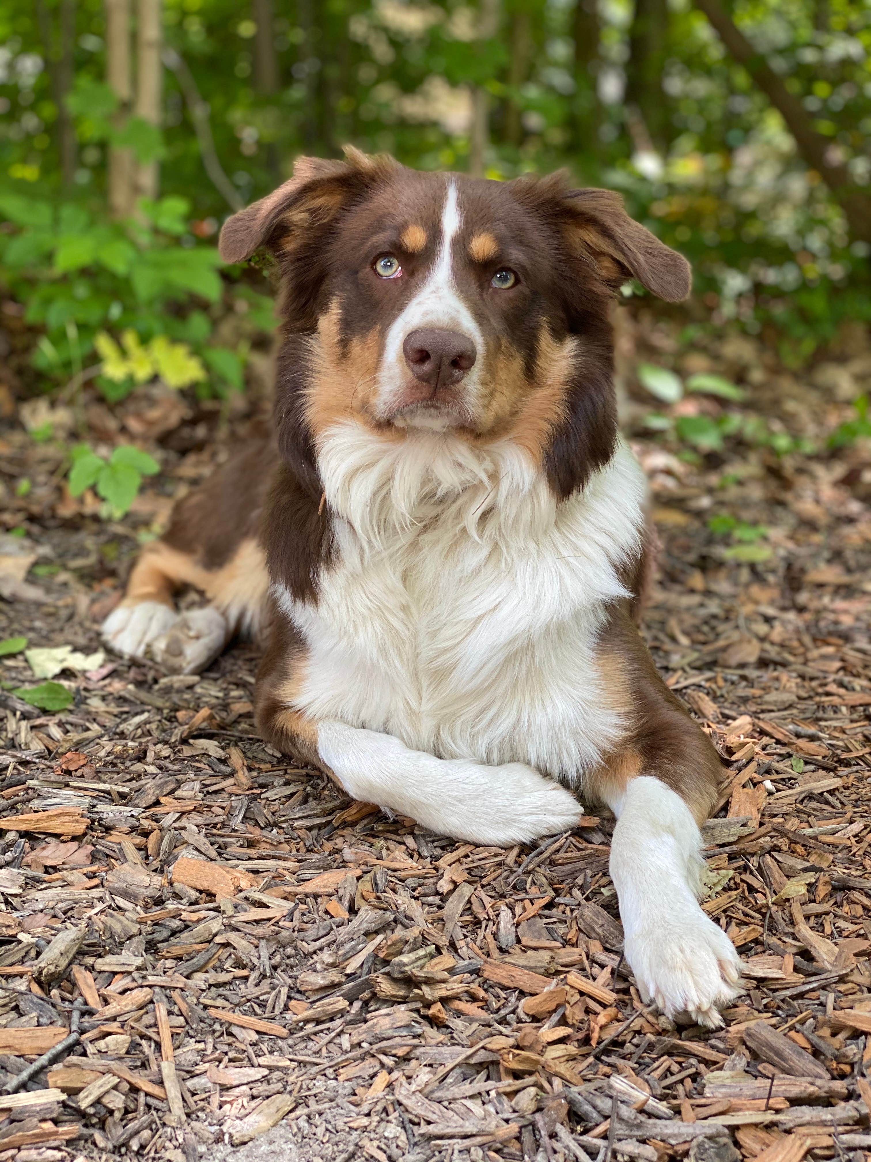 Ashley J.'s photo of camping with pets at Camp Timber Lake near Fort Wayne, IN