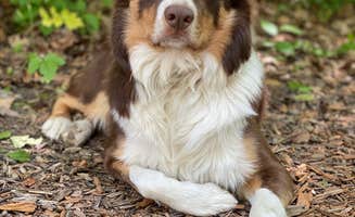 Ashley J.'s photo of camping with pets at Camp Timber Lake near Peru, IN