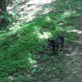 Review photo of Jackson Washington State Forest by Ron H., June 1, 2020