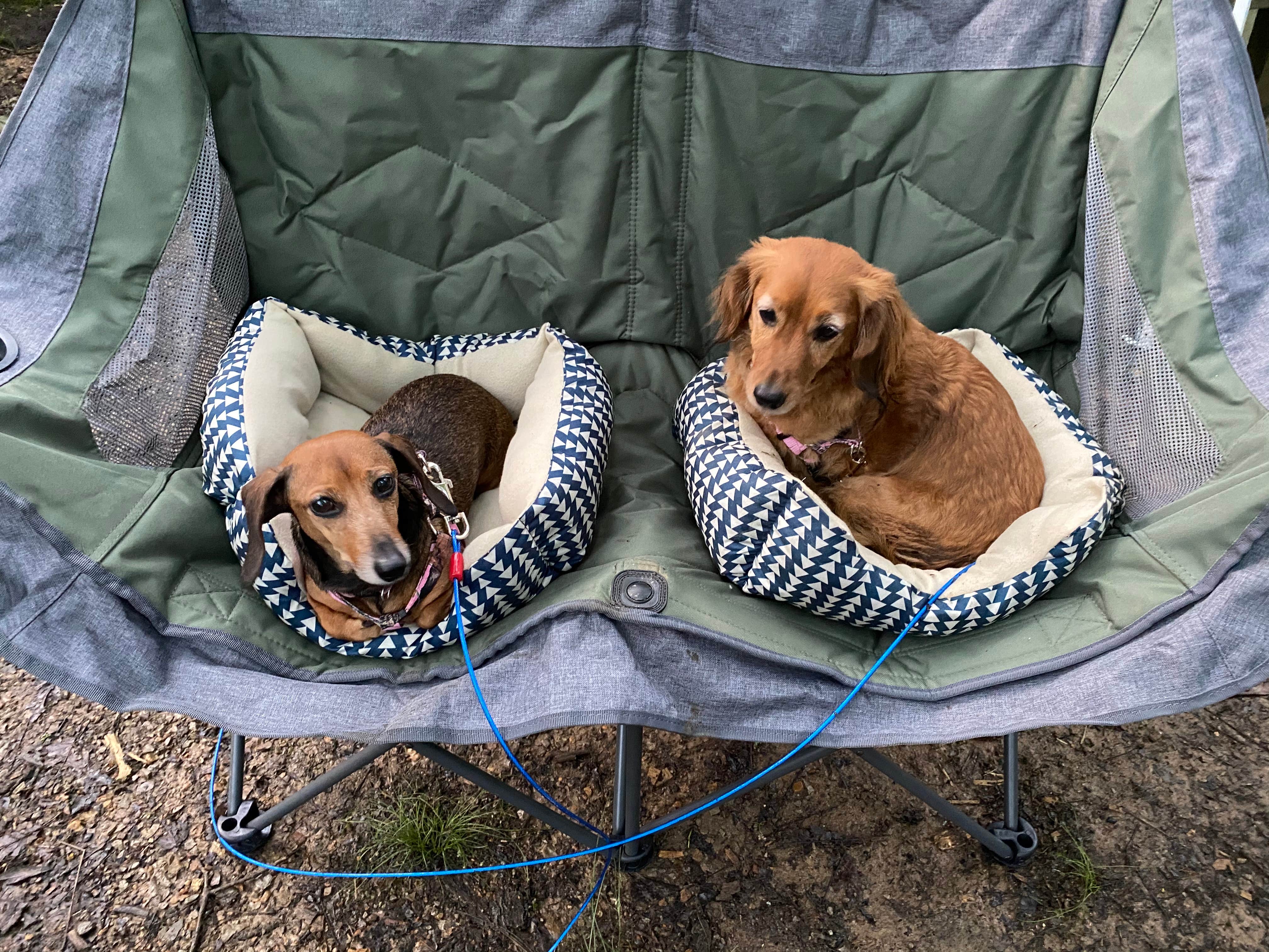Karen M.'s photo of camping with pets at Henry Horton State Park Campground near Spring Hill, TN