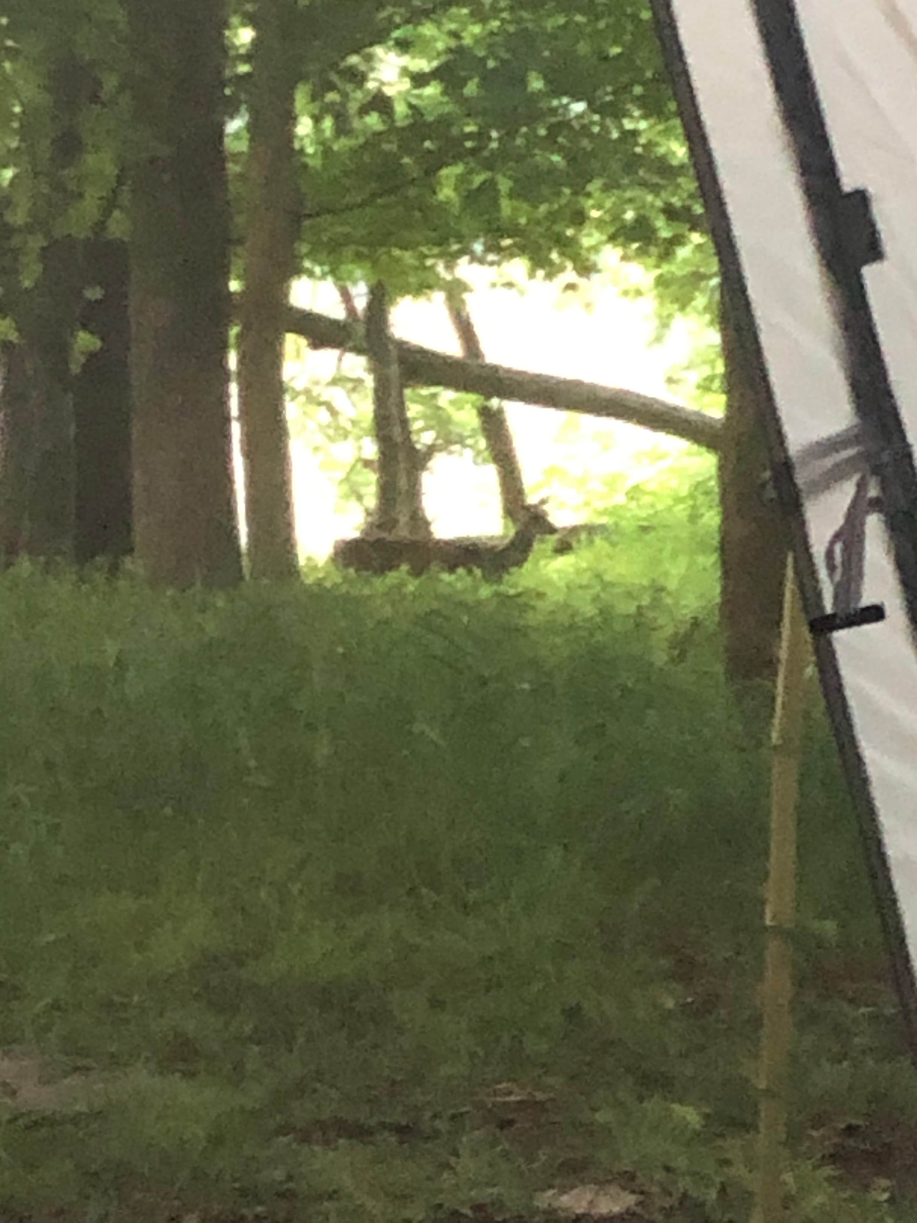 Camper submitted image from Bledsoe Creek State Park Campground - 4
