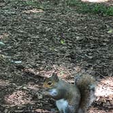 Review photo of Bledsoe Creek State Park Campground by Brittni F., June 8, 2020