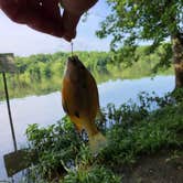 Review photo of Bledsoe Creek State Park Campground by Brittni F., June 8, 2020