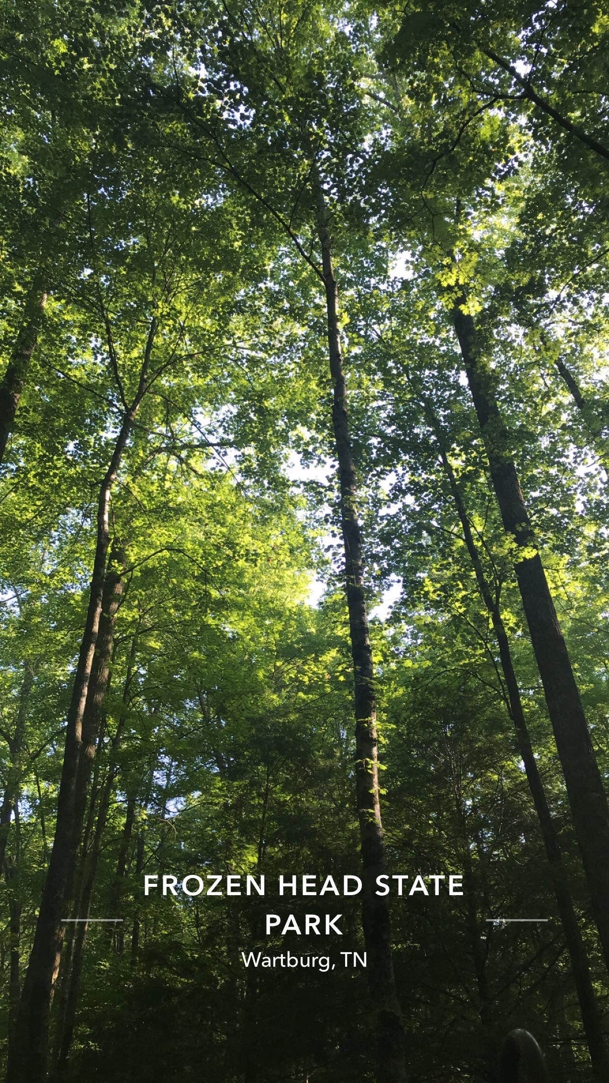 Camper submitted image from Lakefront Campground — Nathan Bedford Forrest State Park - 2