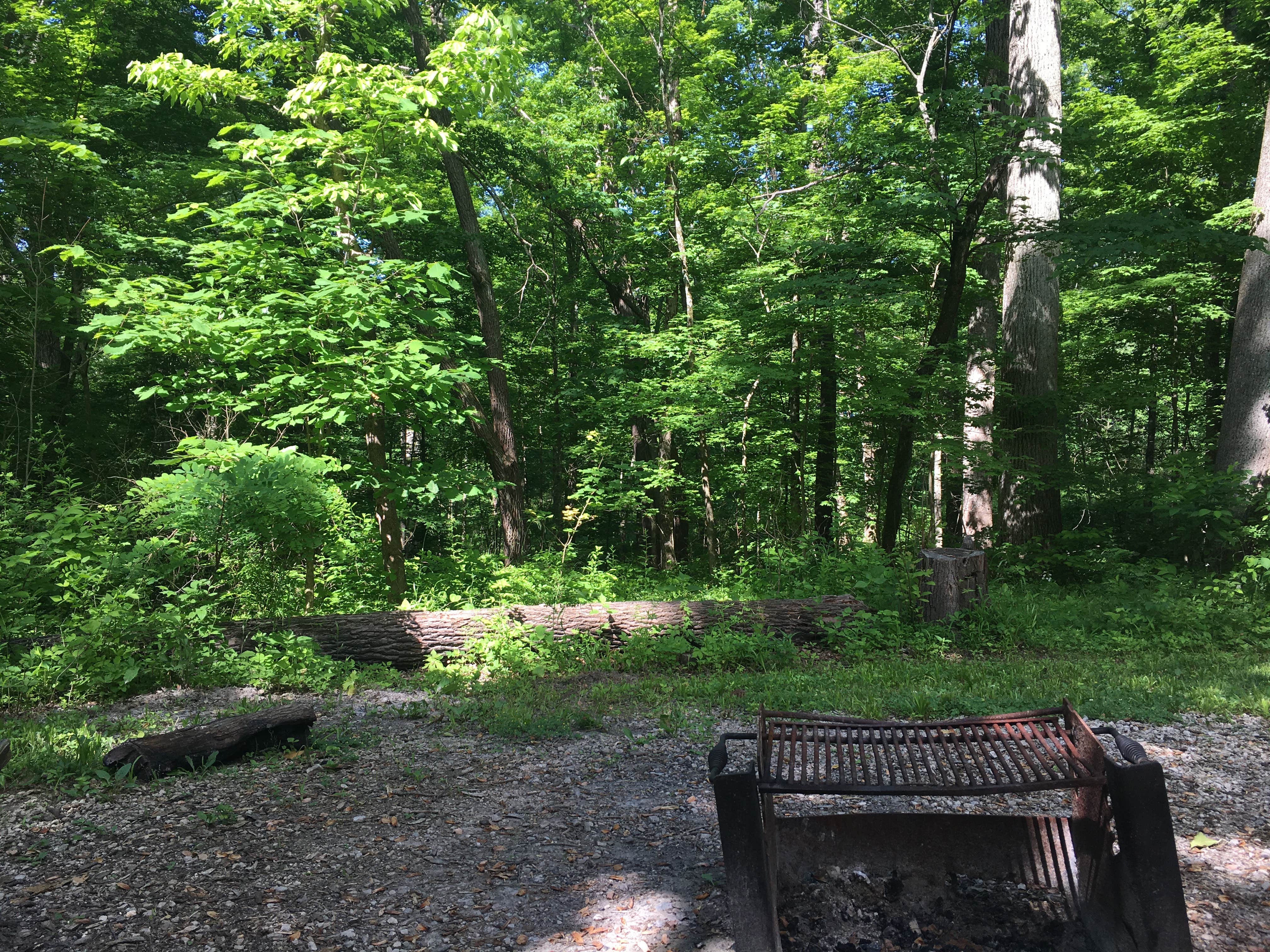 Camper submitted image from Oak Ridge Morgan-Monroe State Forest - 5