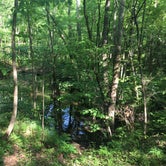 Review photo of Oak Ridge Morgan-Monroe State Forest by Daisy C., June 8, 2020