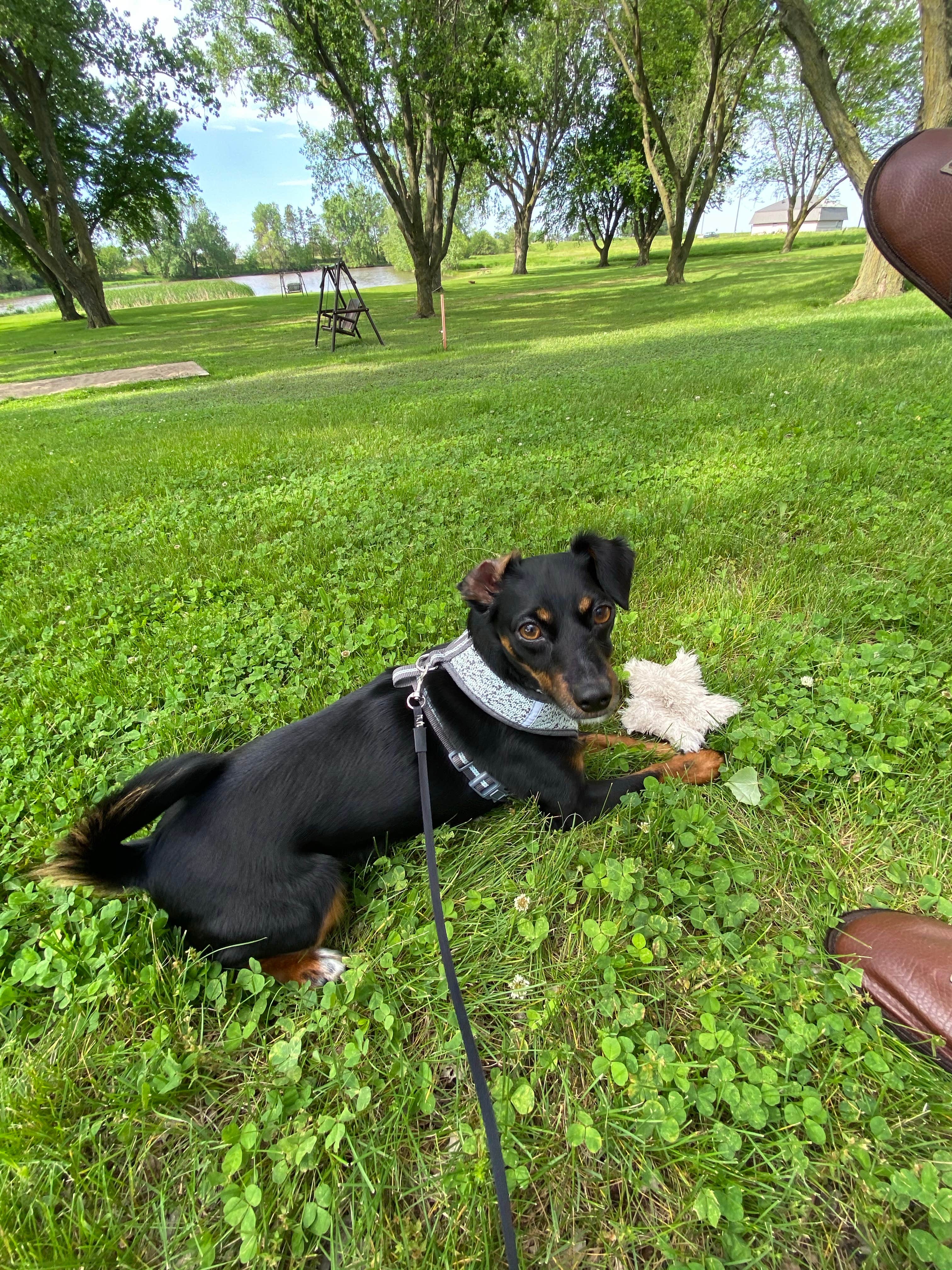Shannon G.'s photo of camping with pets at Prairie Oasis Campground & Cabins near Alda, NE