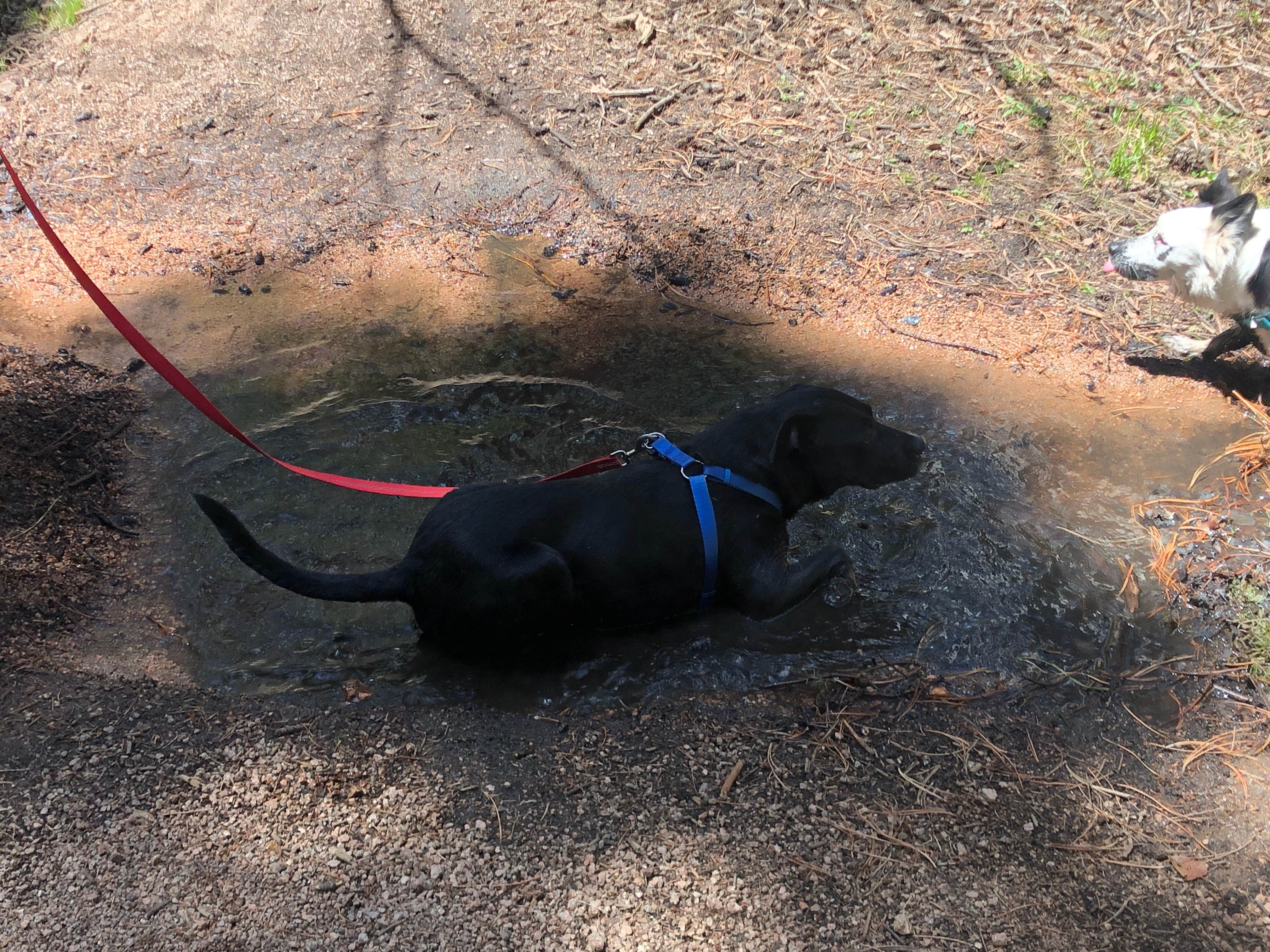 Hayley K.'s photo of camping with pets at Buffalo Campground near Deckers, CO