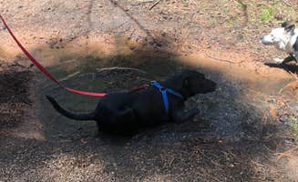 Hayley K.'s photo of camping with pets at Buffalo Campground near Buffalo Creek, CO