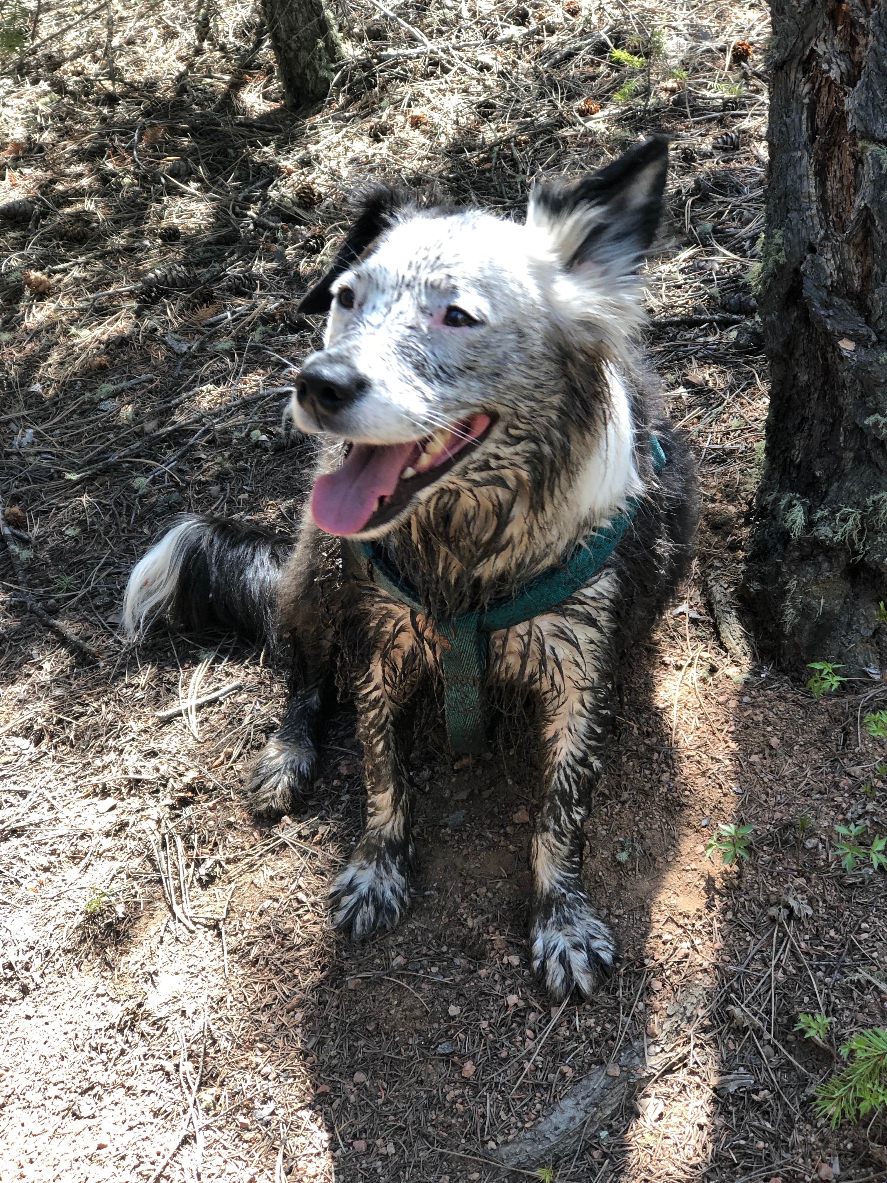 Hayley K.'s photo of camping with pets at Buffalo Campground near Deckers, CO