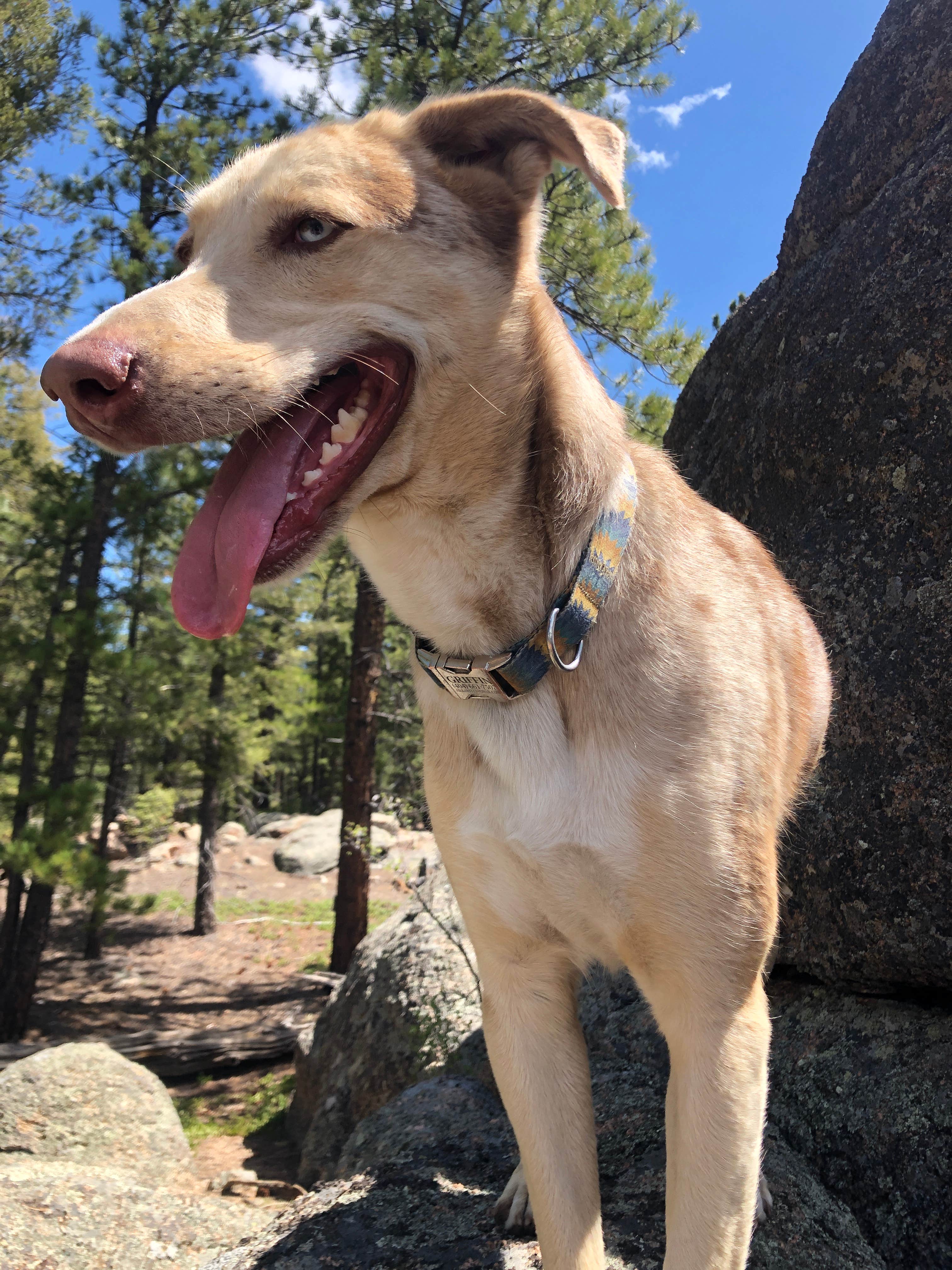Hayley K.'s photo of camping with pets at Buffalo Creek Recreation Area near Littleton, CO
