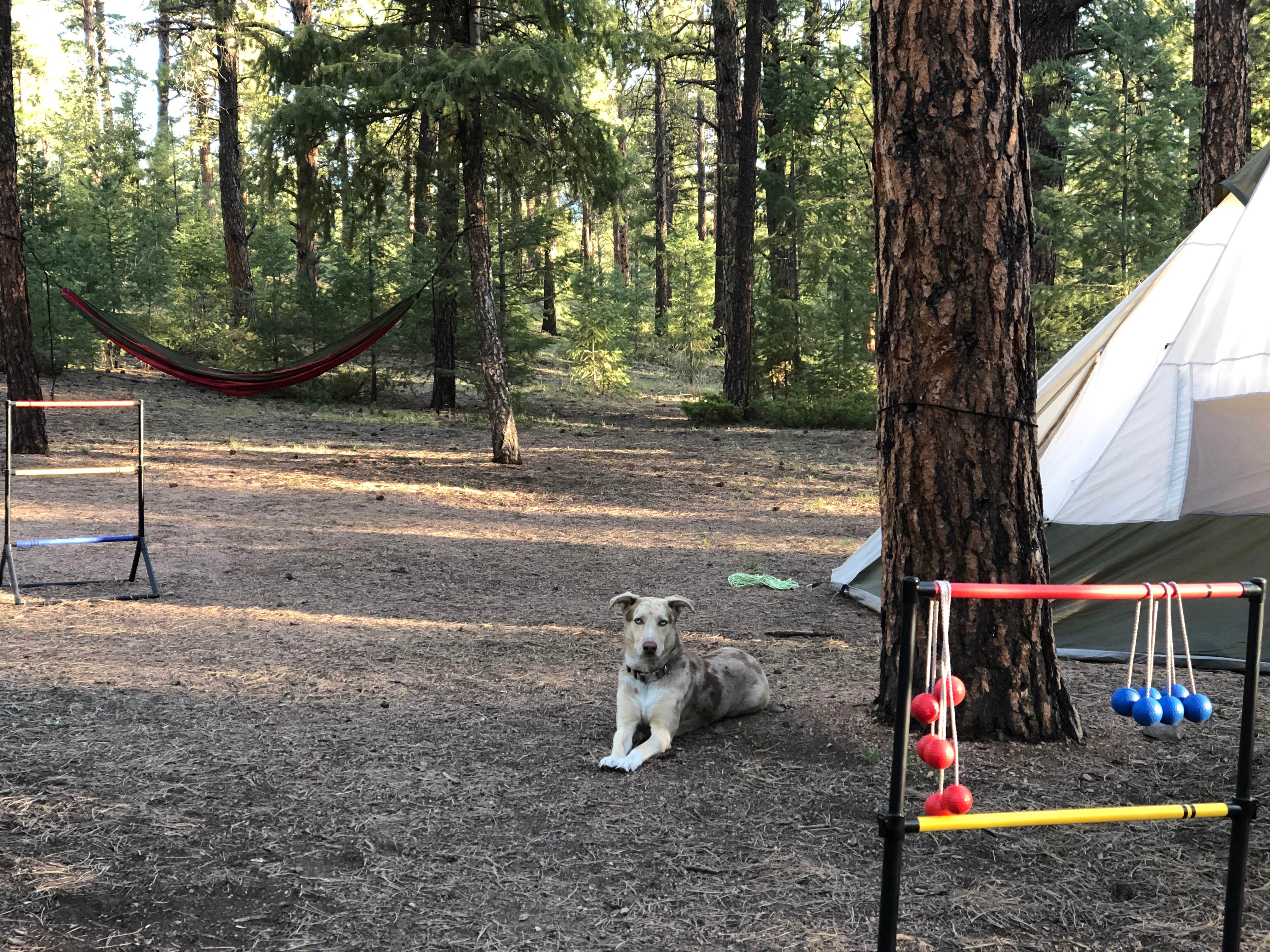 Hayley K.'s photo of a dispersed camping area at Buffalo Creek Recreation Area near Littleton, CO