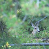 Review photo of Bear Paw Lake — Grand Teton National Park by Sarah C., June 9, 2020