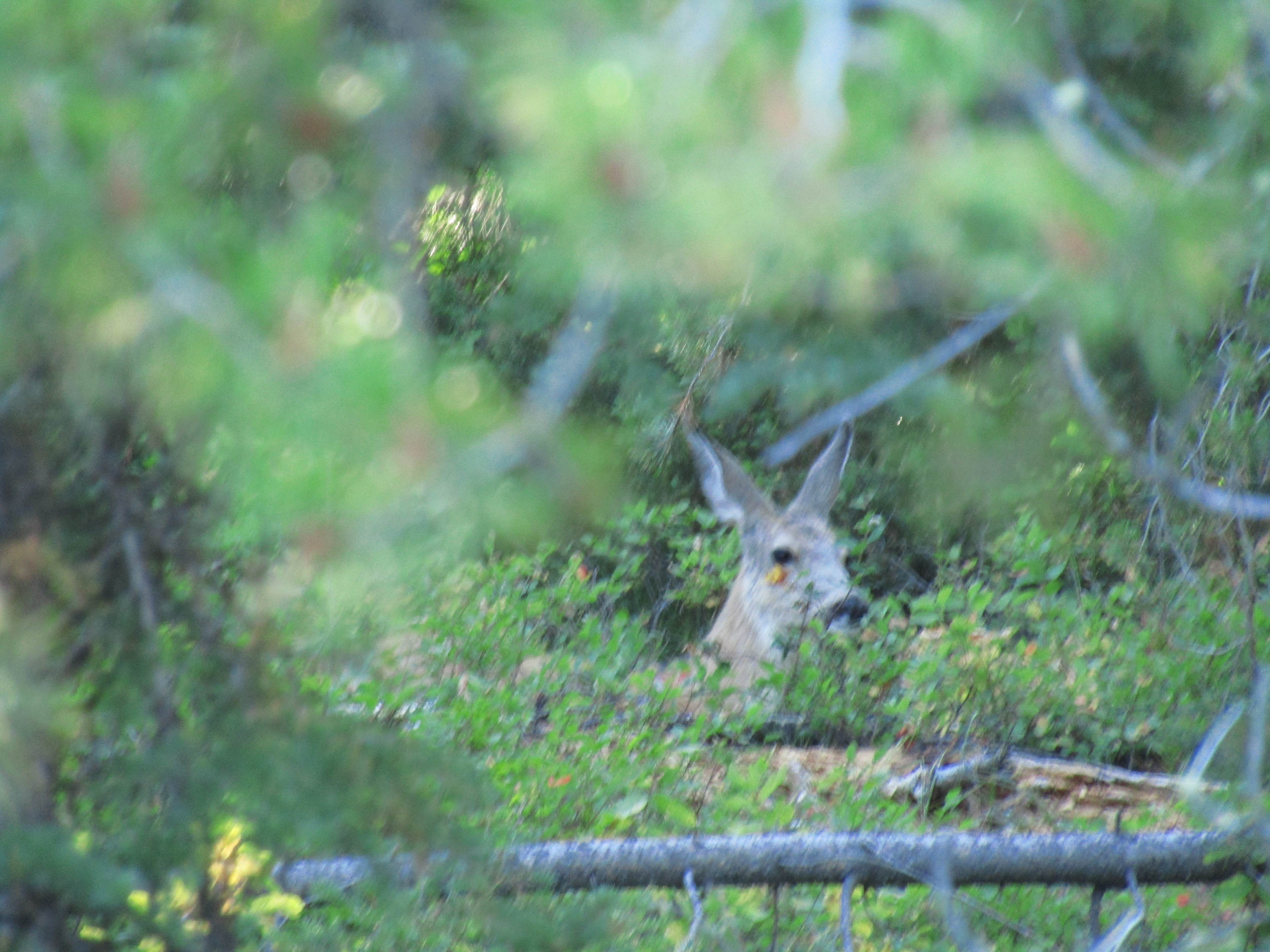 Camper submitted image from Bear Paw Lake — Grand Teton National Park - 1