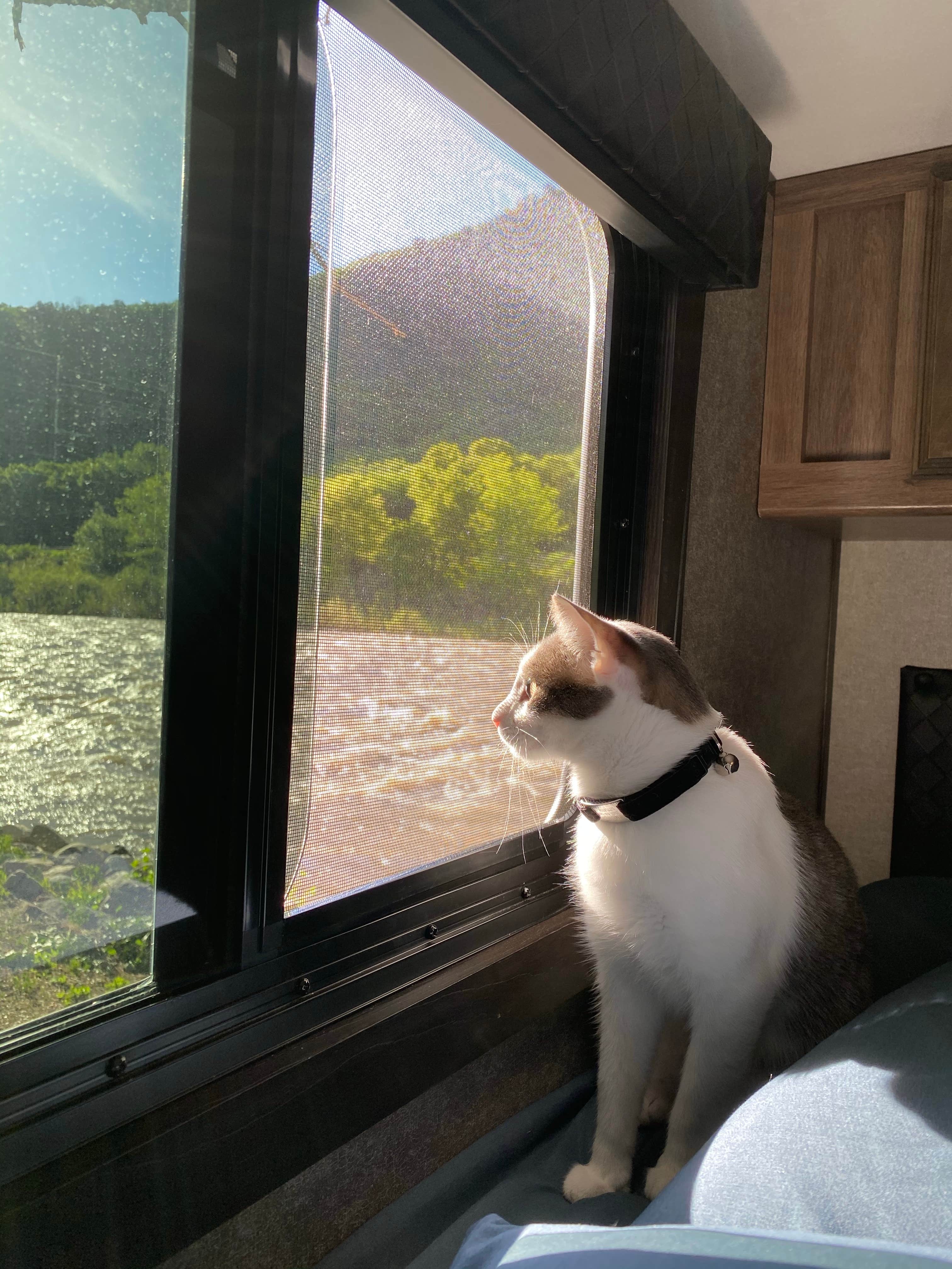 canyongirl100's photo of camping with pets at Glenwood Canyon Resort near Glenwood Springs, CO