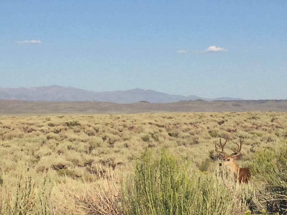 Camper-submitted photo at Inyo National Forest Dispersed Camping near Benton, CA