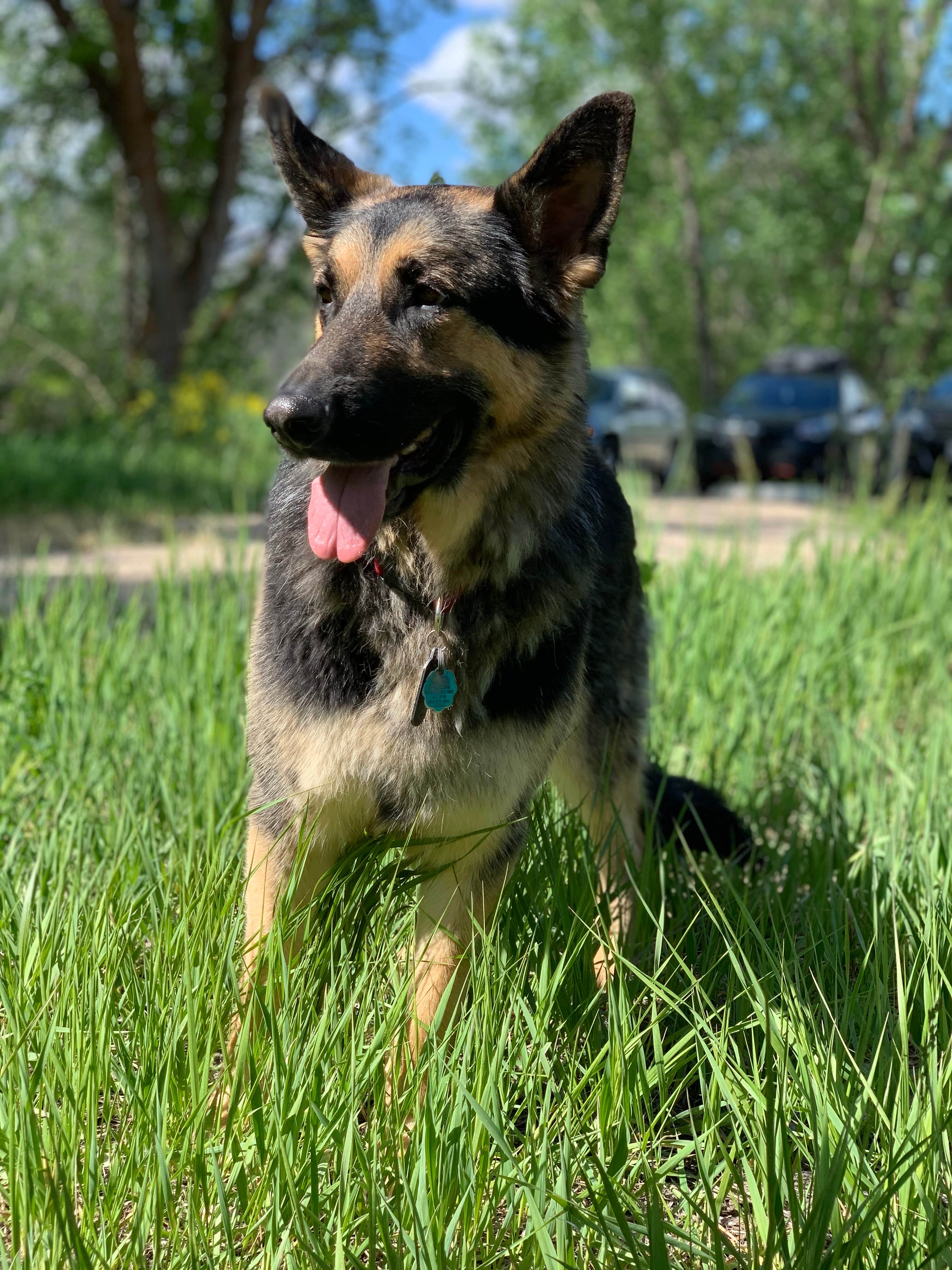 Taylor R.'s photo of camping with pets at Anderson Cove (uinta-wasatch-cache National Forest, Ut) near Fruit Heights, UT