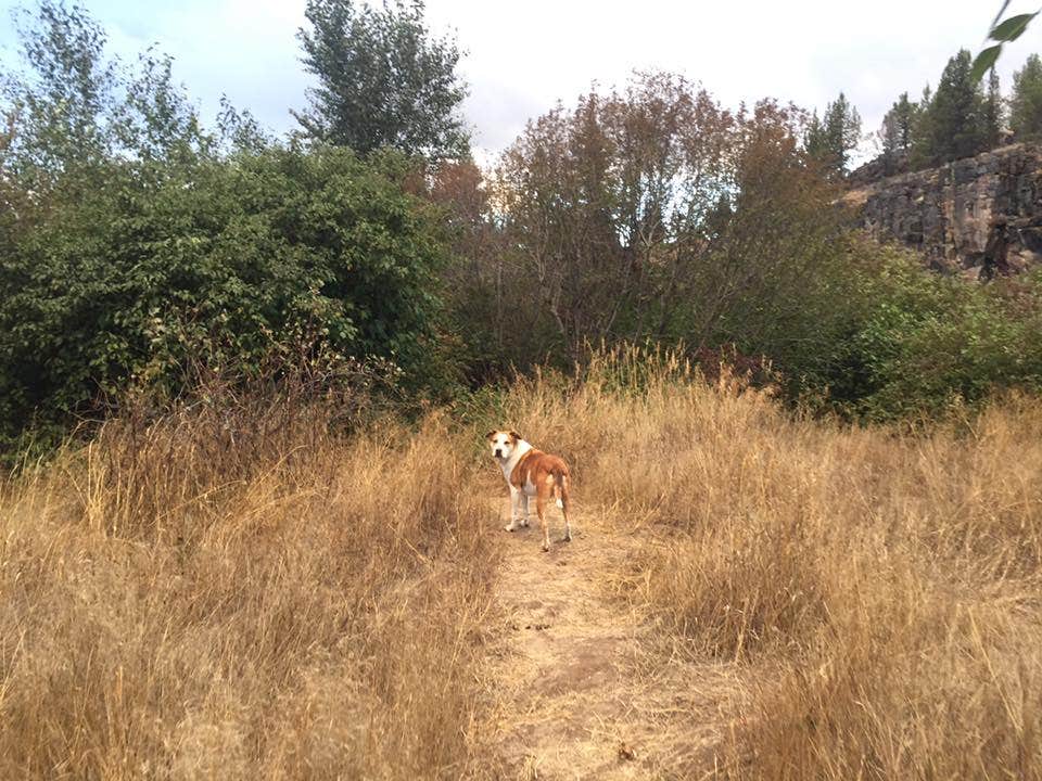 Daniel S.'s photo of camping with pets at Williamson River Campground near Crater Lake National Park