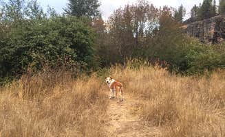 Daniel S.'s photo of camping with pets at Williamson River Campground near Fort Klamath, OR
