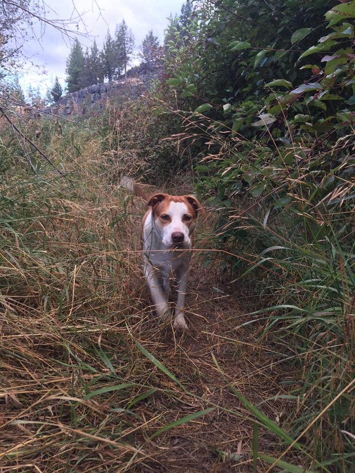 Daniel S.'s photo of camping with pets at Williamson River Campground near Crater Lake National Park