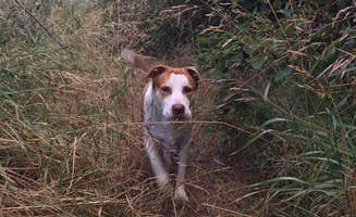 Daniel S.'s photo of camping with pets at Williamson River Campground near Fremont-Winema National Forest