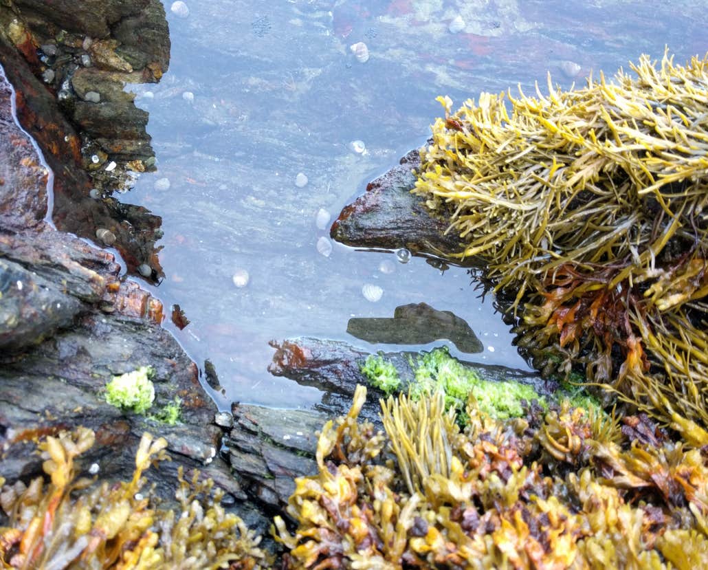 A tide pool on Hermit Island up close, showing moss, still water, and mosquito eggs in the shallow water