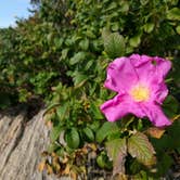 Review photo of Hermit Island Campground by Rita M., October 16, 2017