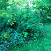 Review photo of Maple Hill Campsites by Jen V., October 16, 2017