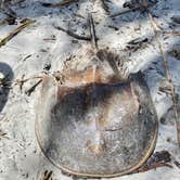 Review photo of Jekyll Island Campground by The School for Y., June 9, 2020