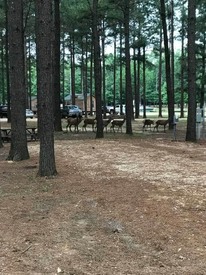 Cat R.'s photo of camping with pets at Paradise Ranch RV Resort near McComb, MS